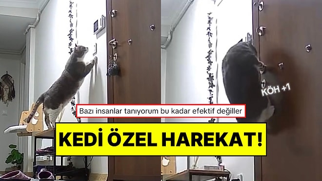 Sahibi Anahtarını Unutunca Saniyeler İçerisinde Kapıyı Açan Zeka Küpü Kedi