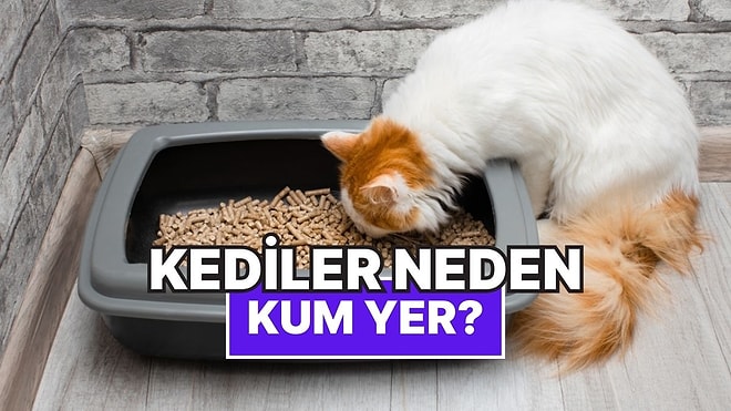 Kediler Neden Başka Bir Yiyecek Yokmuş Gibi Kum Yer?