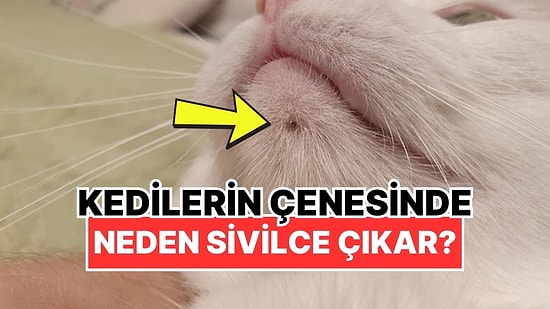 Kedilerin Çenelerinde Neden Siyah Nokta Gibi Küçük Sivilceler Çıkar?