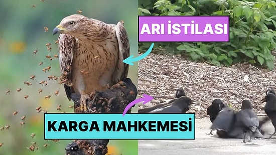 Doğanın Korkutucu Yüzünü İliklerinize Kadar Hissetmenize Sebep Olacak Birbirinden Ürkütücü 15 Yeni Fotoğraf