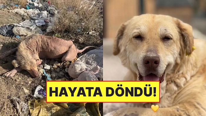 İyi İnsanlar İyi ki Var! Çöplükte Bulduğu Köpeği Hayata Döndüren Hayvansever