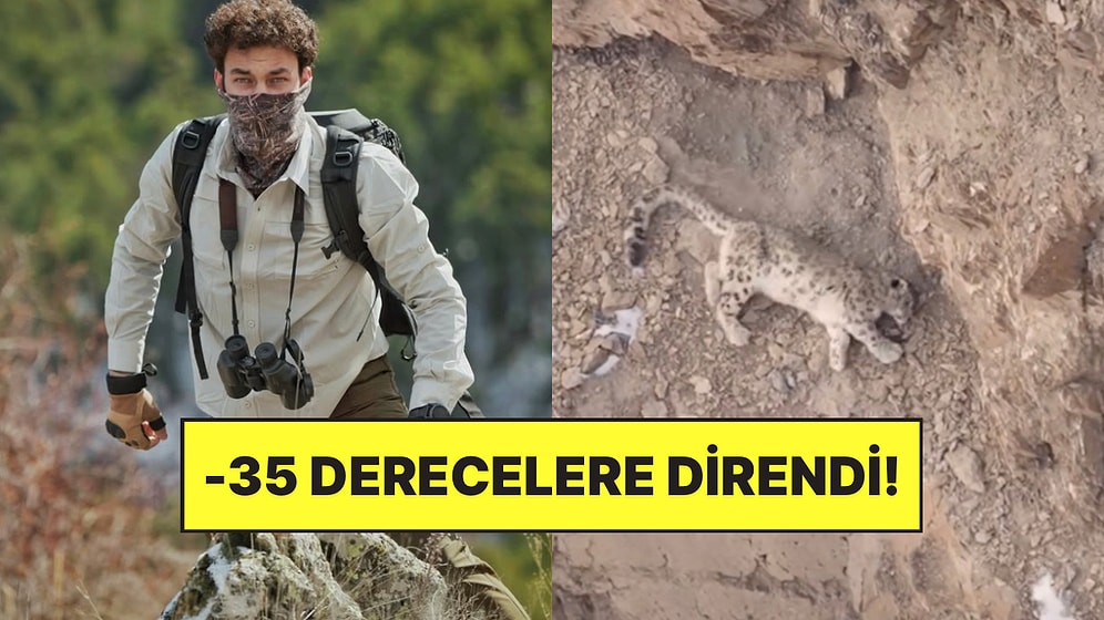 Himalaya Dağlarına Çıkan Belgeselci Doğanay Vural Kar Leoparını Görüntülemeyi Başardı!