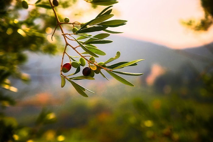 Top Turkish Olive Oil Dishes: A Delicious Dive into Aegean Flavors