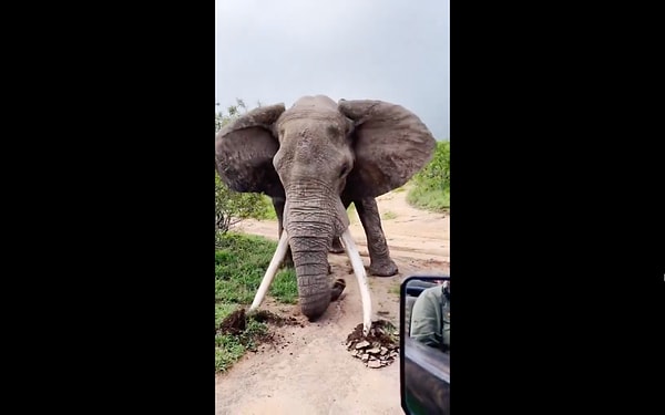 Safari, dünya üzerindeki en etkileyici ve heyecan verici deneyimlerden biri.