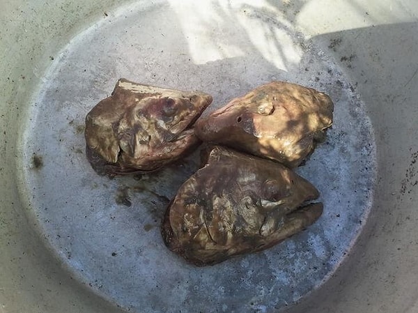 10. Stinkheads