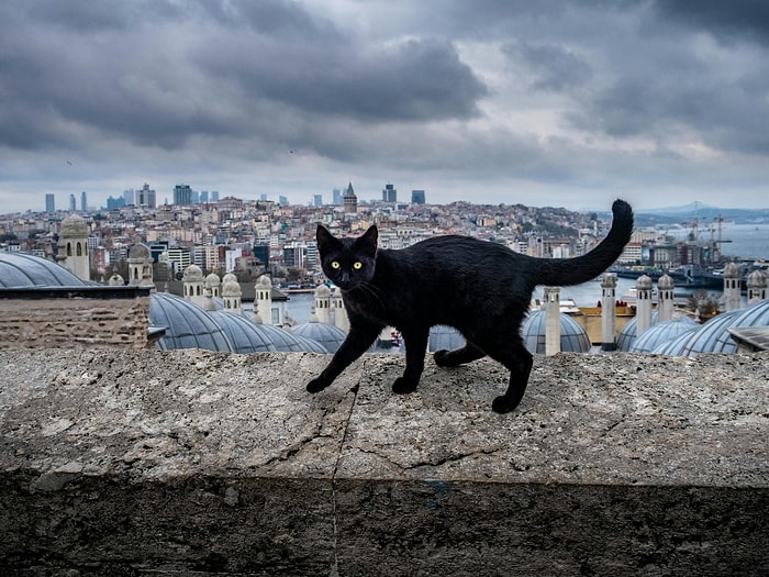 Cat City of Turkey: Istanbul's Friendly Street Cats