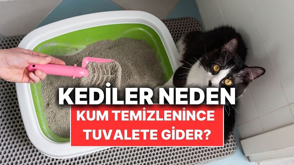 Kediler Kum Kabı Temizlenir Temizlenmez Neden Hemen Tuvaletini Yapar?