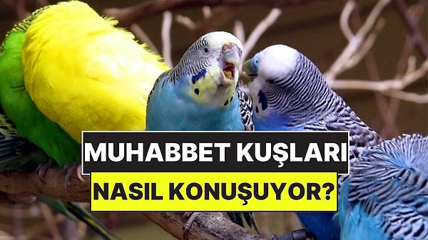 1. Muhabbet Kuşlarının Nasıl "Konuştuğu" Nihayet Çözüldü!