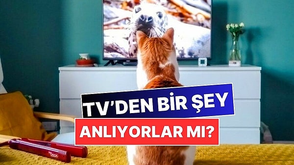 9. Evcil Hayvanlarımız Bizimle Birlikte TV İzlerken Gerçekten Bir Şeyler Anlıyor mu?