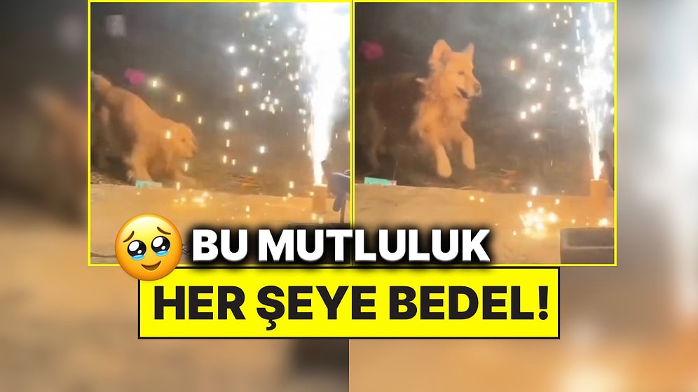 Kulakları Duymadığı İçin Maytaptan Korkmayan Köpeğin Eğlencenin Tadını Çıkardığı Anlar Gülümsetti