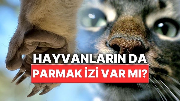 Kapak Görseli