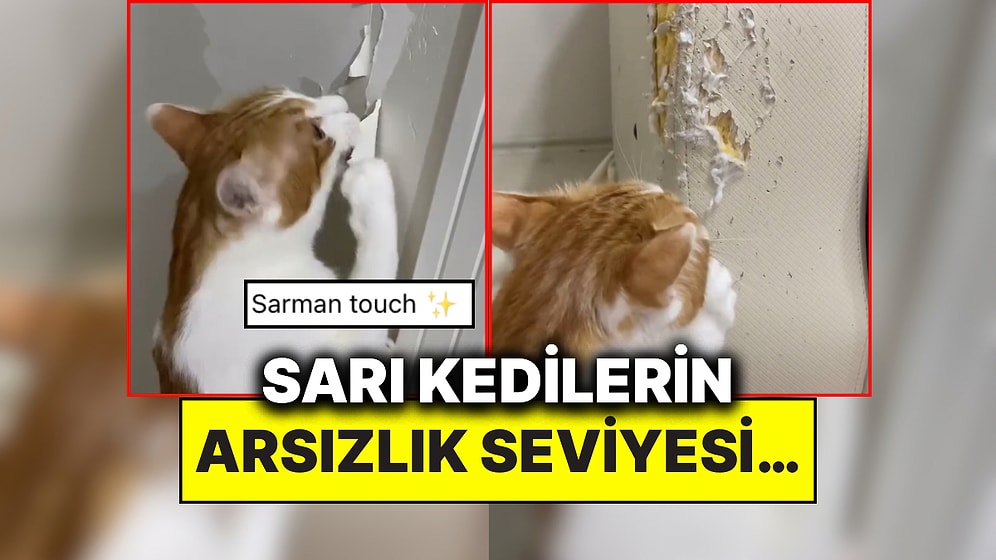 Sarmanlar Neden Böyle? Bir Kedi Sahibi Duvarın Boyasına Kadar Söken Arsız Kedisinin Eve Yaptıklarını Paylaştı