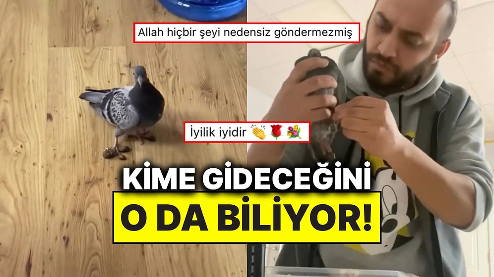 Ayağındaki Pisliklerden Dolayı Yürümekte Zorlanan Güvercin Doğru Kişiden Yardım İstedi