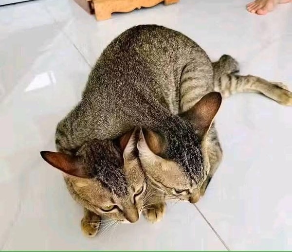1. Cerberus ama iki kafalı olanı...