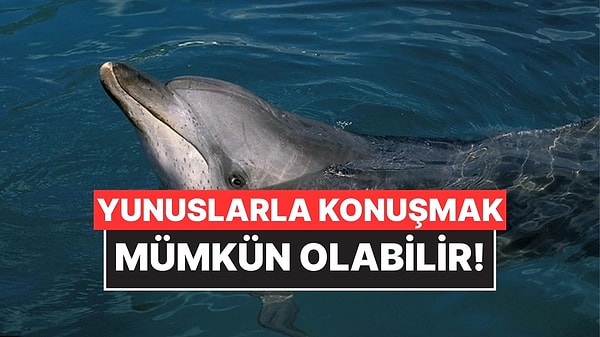 Kapak Görseli