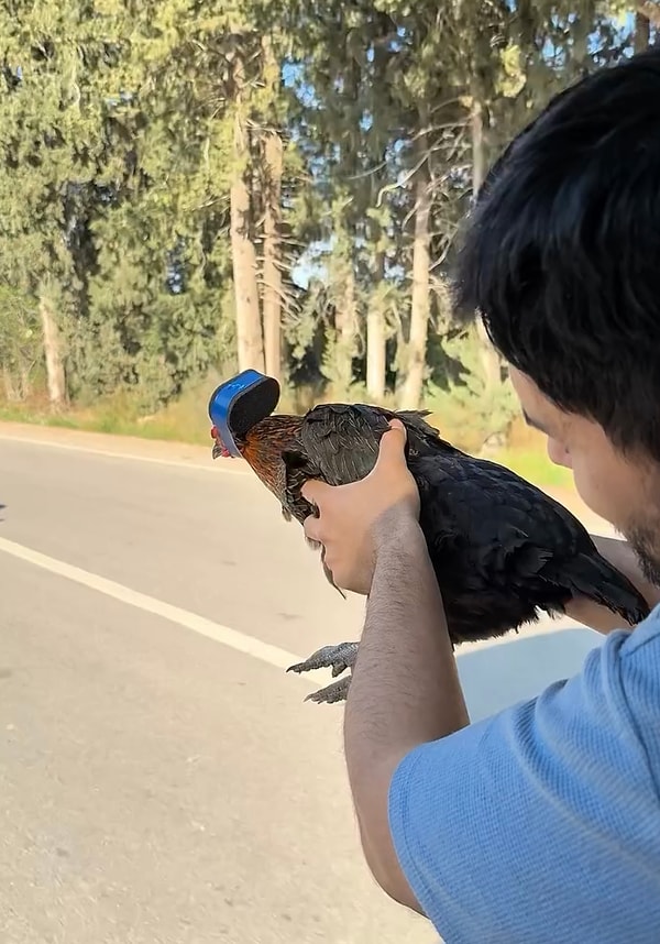 Tavuğun ibiğinin çekime dahil olması da adeta imzasıydı diyebiliriz.