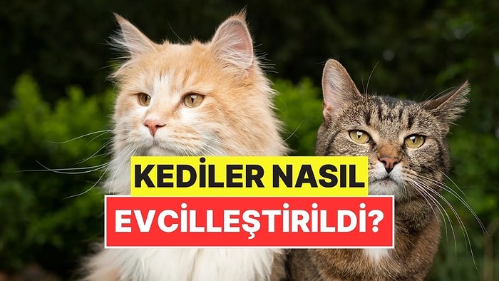 Kediler Yabani Bir Hayvanken Nasıl Oldu da Evcilleştirildi?