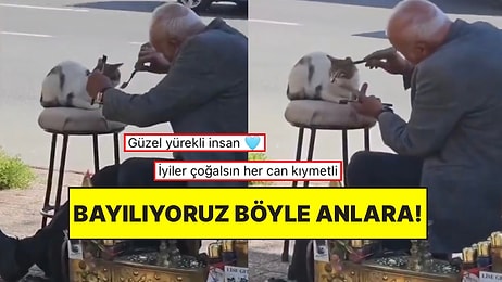 Kadıköy’de İçimizi Isıtan Dostluk: Ayakkabı Boyacısı Amcanın Kedi Dostunu Taradığı Anlar Gülümsetti!