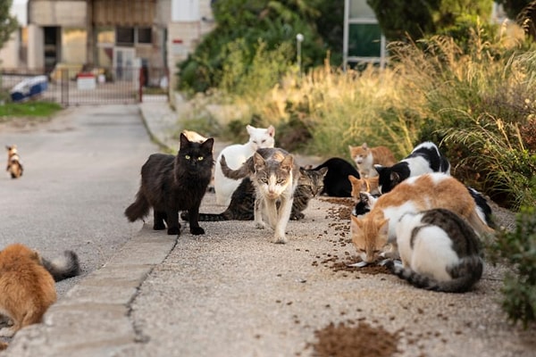 Peki, önlem alabilir miyiz? Ya da daha önemlisi, bu hastalık diğer kedilere bulaşır mı?
