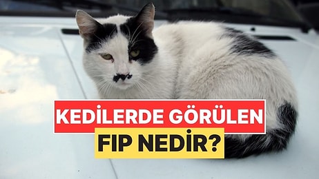 Sokak Kedilerinde Sıkça Gördüğümüz "FIP" Hastalığı Nedir?