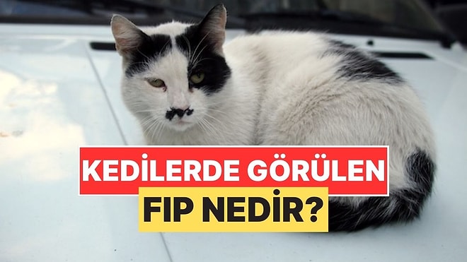 Sokak Kedilerinde Sıkça Gördüğümüz "FIP" Hastalığı Nedir?