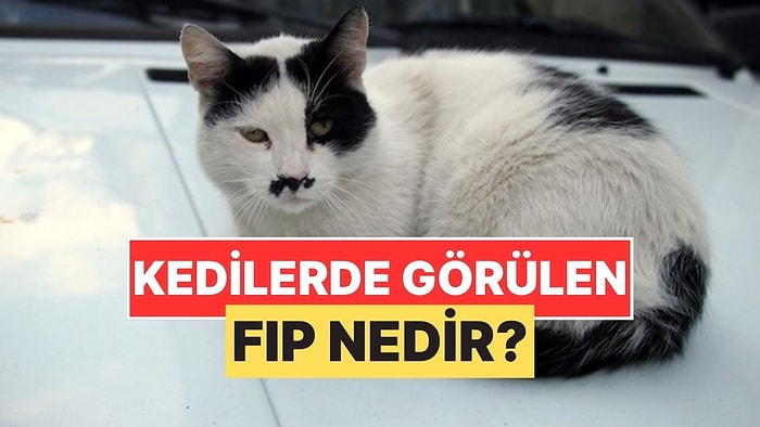Sokak Kedilerinde Sıkça Gördüğümüz "FIP" Hastalığı Nedir?