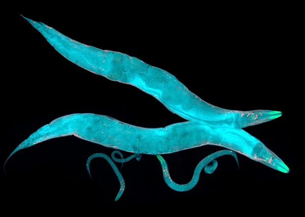 C. Elegans'ın Avantajları Görseli