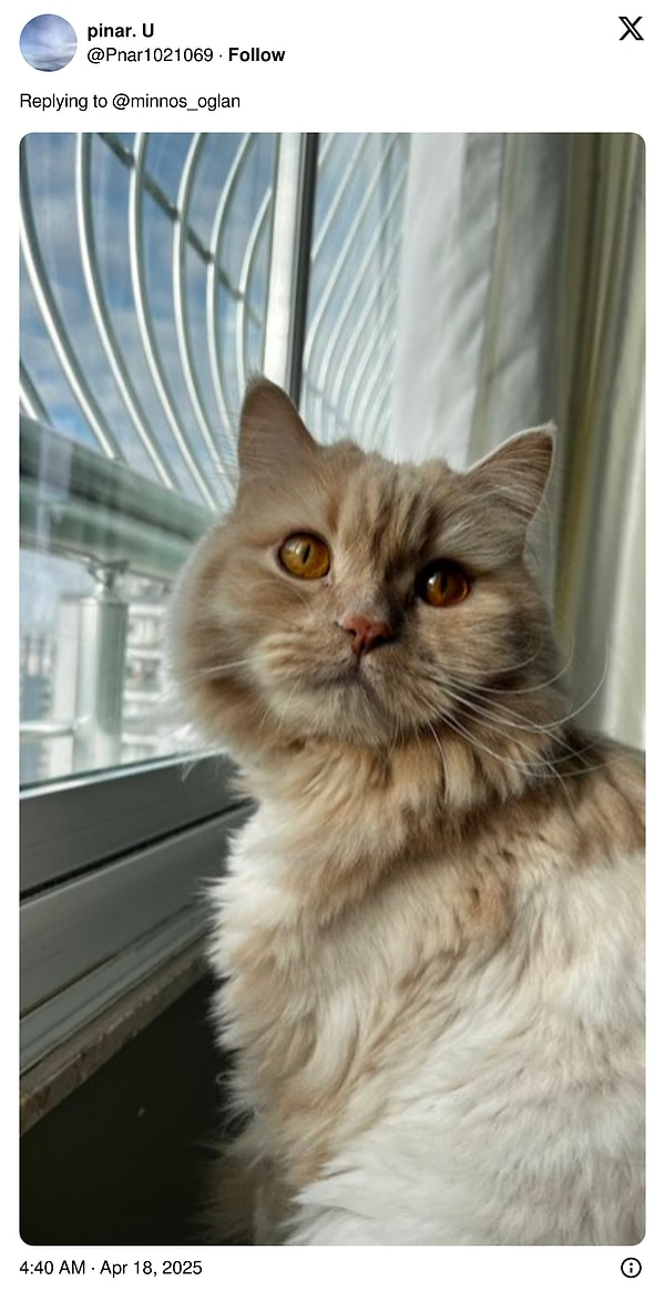 Diğer kullanıcılar da kedilerinin tatlı mı tatlı fotoğraflarını paylaştı.😻 Görseli