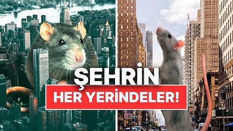 New York'ta Neden Bu Kadar Fazla Fare Var?