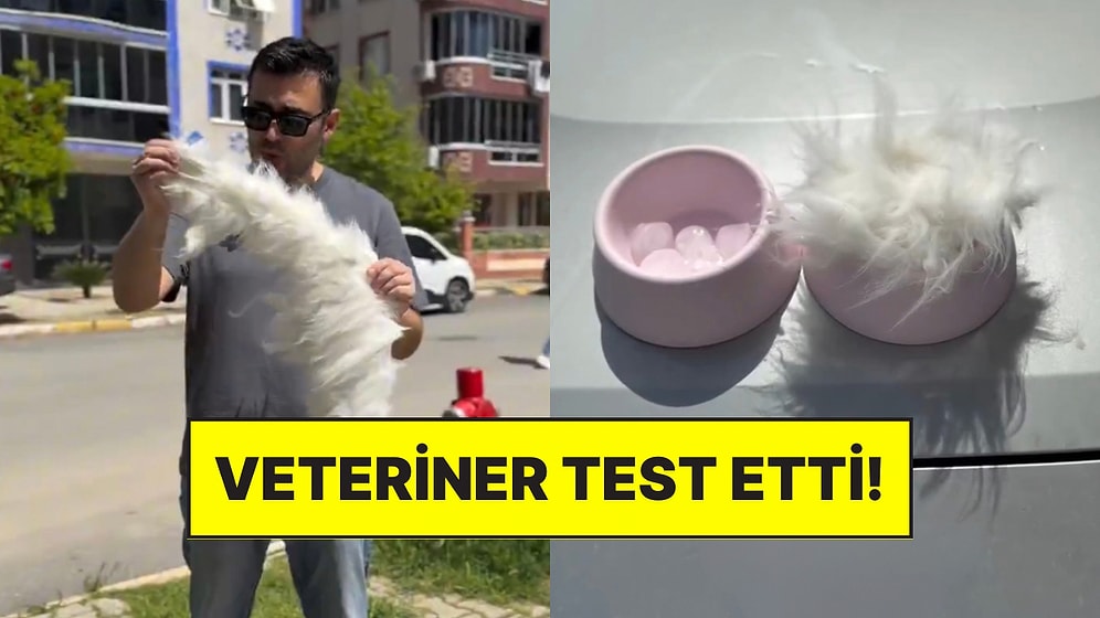 Bir Veteriner Kedileri Tıraş Ettirmenin Sıcaktan Koruyup Korumadığını Test Ederek Açıkladı