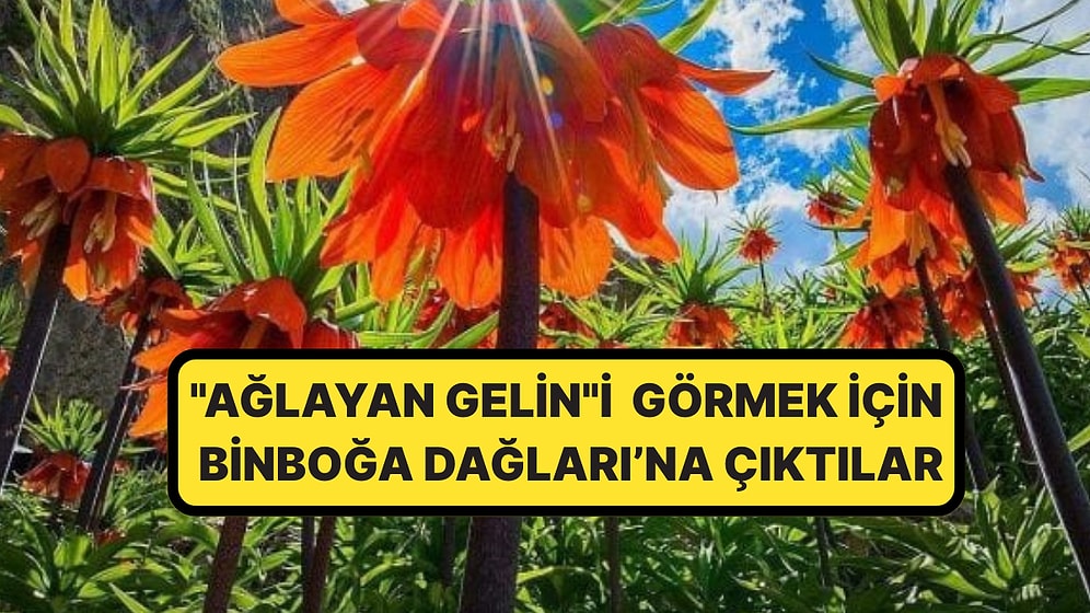İsminin Hikayesi Dikkat Çekti: ''Ağlayan Gelin''i Görmek İsteyenler Zorlu Bir Yolculuğa Çıktı: ''Ömrü 20 Gün''