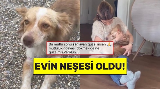 Barınaktan Eve: Köpek Dostumuzun Sıcacık Yuvası ile Yeni Hayatından Mutlu Kareleri!
