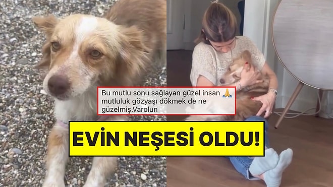 Barınaktan Eve: Köpek Dostumuzun Sıcacık Yuvası ile Yeni Hayatından Mutlu Kareleri!