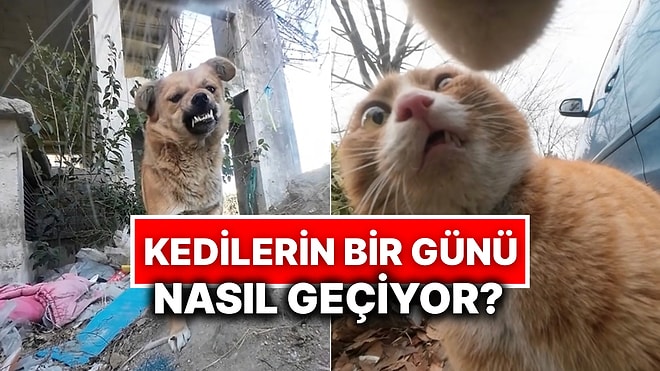 Kedisine Kamera Takarak Gün Boyu Neler Yaptığını Kayda Alan İçerik Üreticisinden Derlemeler!