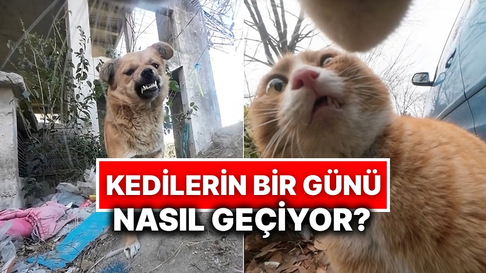 Kedisine Kamera Takarak Gün Boyu Neler Yaptığını Kayda Alan İçerik Üreticisinden Derlemeler!
