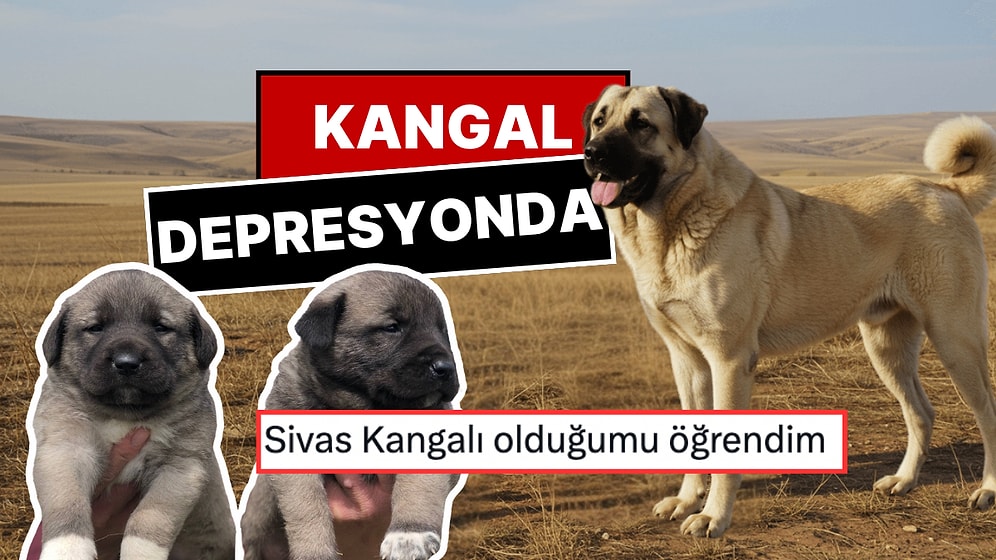 Sivas Kangallarının Depresyona Girmesi Goygoycuların Diline Düştü