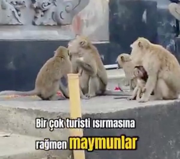 Adada dikkat çeken bir diğer sorun ise serbest dolaşan ve saldırgan davranışlar sergileyen maymunlar.