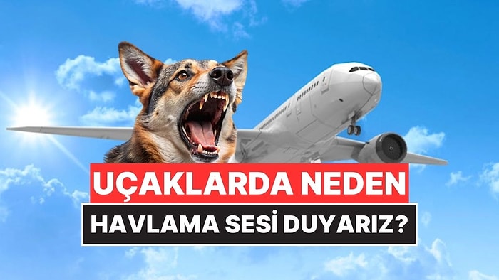 Uçaklarda Duyduğumuz Köpek Havlama Sesinin Sebebi Ne?