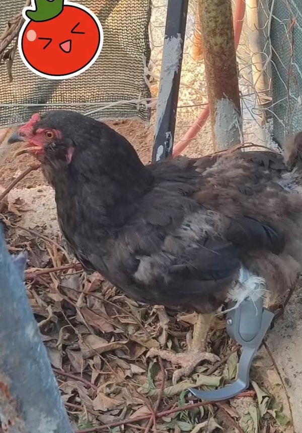 Geçtiğimiz yıllarda bir tavuğun hastaneye gittiği anlar sosyal medyada viral olmuştu hatırlarsanız.