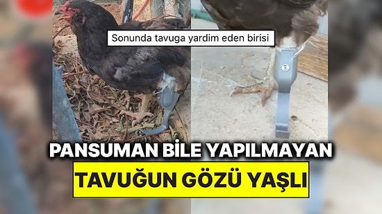 3D Yazıcı ile Bacağı Olmayan Tavuğa Protez Ayak Yapan Kişi Alkışları Topladı