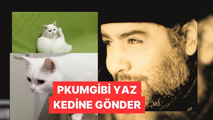 Kedileri Ahmet Kaya Zil Sesiyle Bulma Yöntemi Viral Oldu
