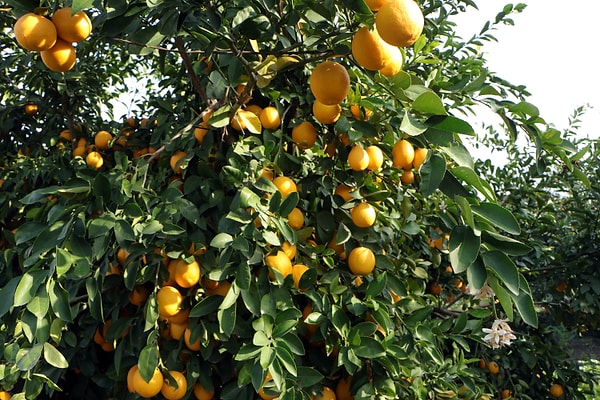 Türkiye’den Romanya'ya ihraç edilen limonlarda, güvenli limitlerin çok üzerinde pestisit tespit edildi. Pestisitin güvenli limitin 42 kat üzerinde çıktığı açıklandı.