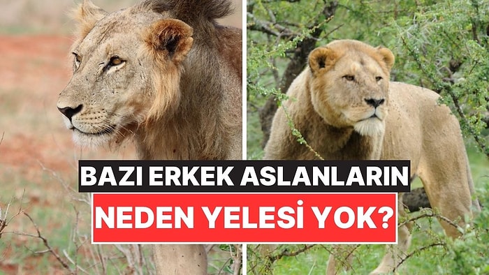 Bazı Erkek Aslanların Yelesinin Olmamasının Ardındaki İlginç Sebep