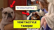 Yorum Yağdı: Sihirli Annem'in Yeni Taci'sini Beğenemedik!
