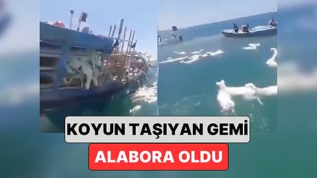 Yemen Açıklarında Koyun Taşıyan Bir Gemi Alabora Oldu: Binlerce Koyun Deniz Düştü