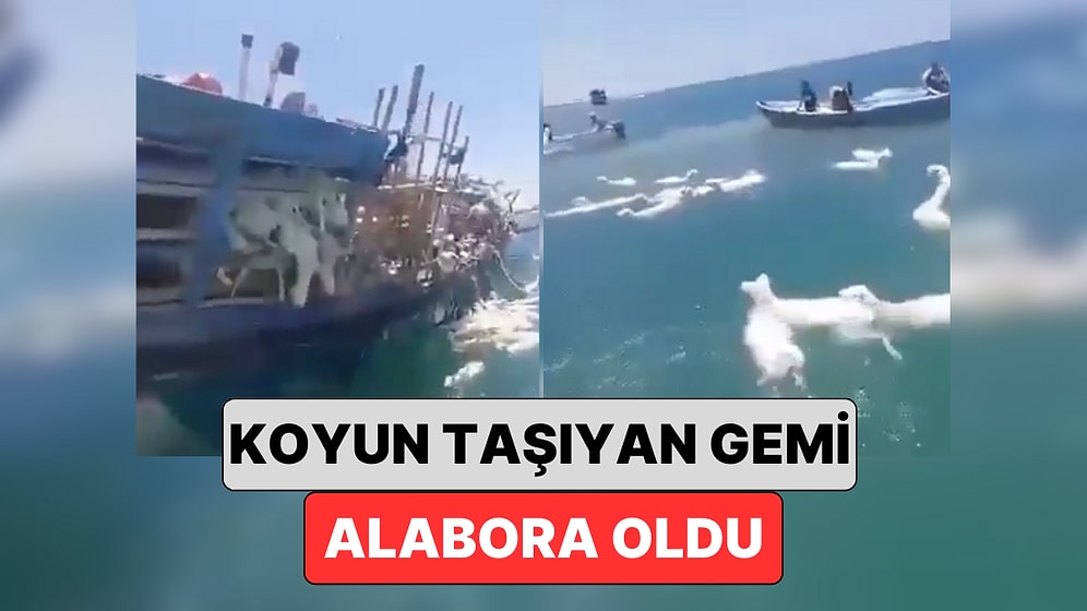 Yemen Açıklarında Koyun Taşıyan Bir Gemi Alabora Oldu: Binlerce Koyun Deniz Düştü