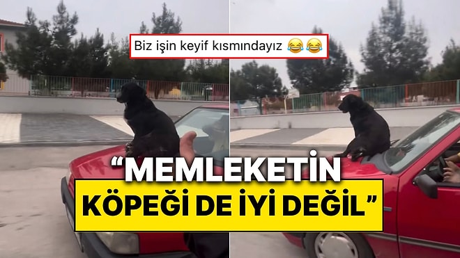 Arabanın Hareket Halinde Olmasına Aldırmadan Üstünde Keyif Yapan Manisalı Köpek