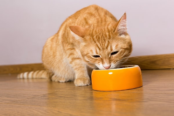 Kedi Mamalarını Nasıl Seçmeliyiz?