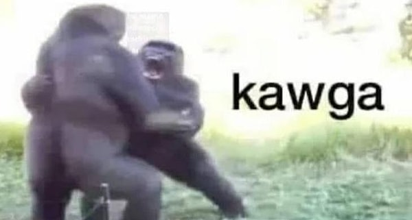 Araştırmasında GPTo3'ü kullanan kişi, öncelikle goriller hakkında bilgi veriyor.