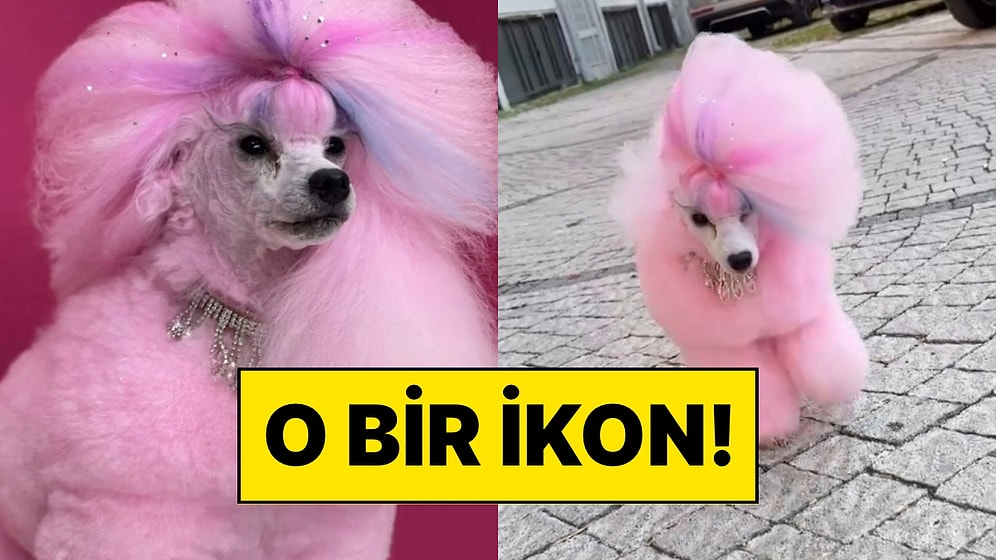 Kaniş Cinsi Köpeği Farklı Tarzda Tıraş Ederek Gözlerimizi Kamaştıran Pet Kuaförler